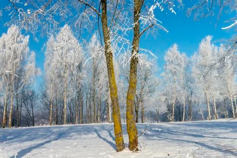 Two trees in the nature during winter Stock Photos