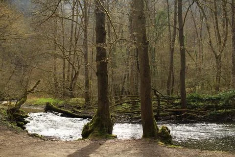 Two trees near river in spring forest.Sunny day in Europe Stock-Fotos