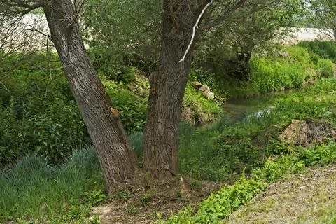 Two trees near a small stream in a lush green area Stock Photos