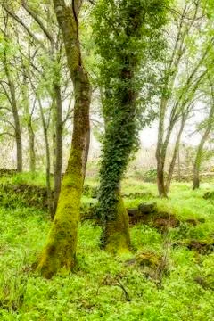 Two trees, one laden with moss and the other with ivy. Stock Photos