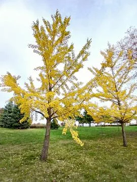 Two trees in a park with bright, almost transluscent yellow leaves in autumn Stock Photos