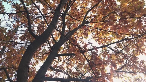 Two trees in the park with orange leaves Stock Footage 118244077