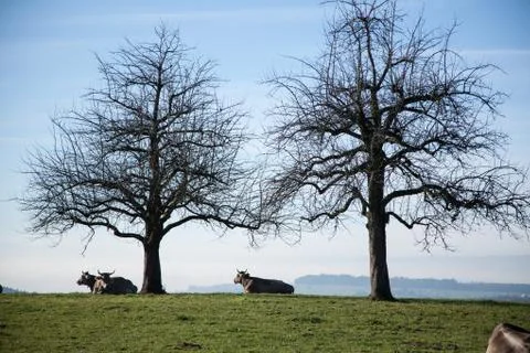 Two trees Stock Photos