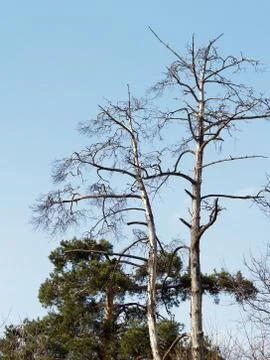 Two trees Stock Photos