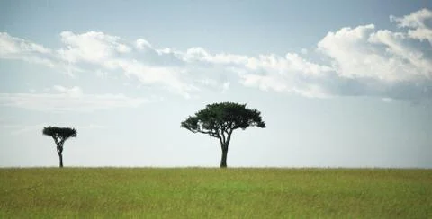 Two trees Stock Photos