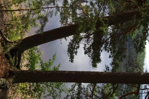 Two trees Stock Photos