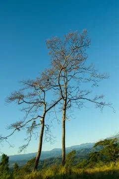 Two trees Stock Photos