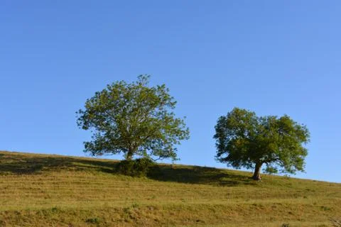 Two trees Stock Photos