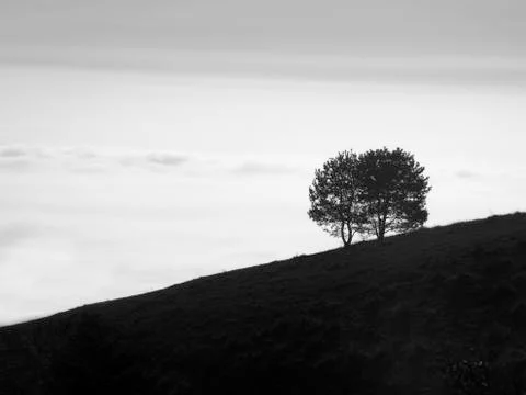 Two trees Stock Photos
