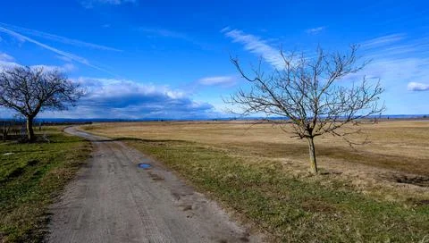 Two Trees Stock Photos