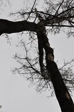 Two trees Stock Photos