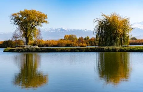 Two trees Stock Photos