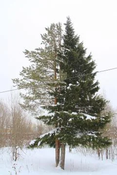 Two trees pine and spruce stand next to each other almost merging into one tr Stock Photos