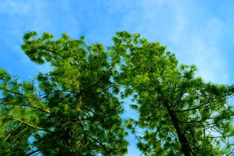 Two Trees Point Up To The Sky Stock Photos