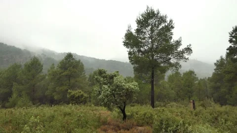 Two trees in the rain Video stock 172325317