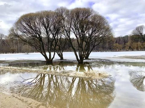 Two trees reflected in a puddle.  Stand near the frozen lake. Stock Photos