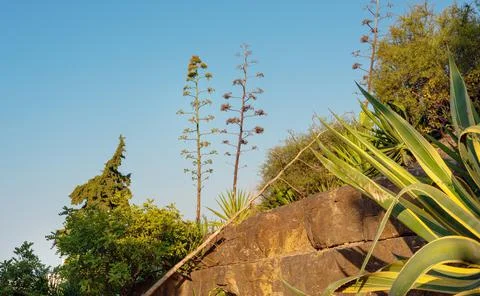 Two trees on the rocks between different plants against a clear sky Stock Photos