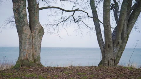 Two trees by the sea Stock Footage 167037625