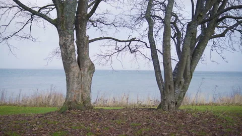 Two trees by the sea Stock Footage 167040398