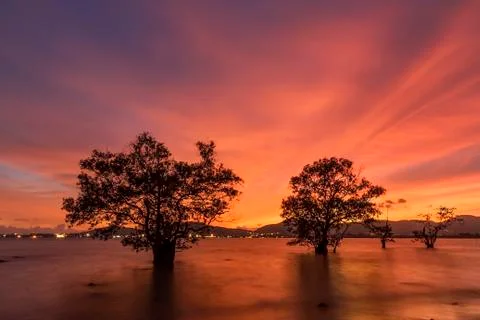Two trees in the sea Foto stock