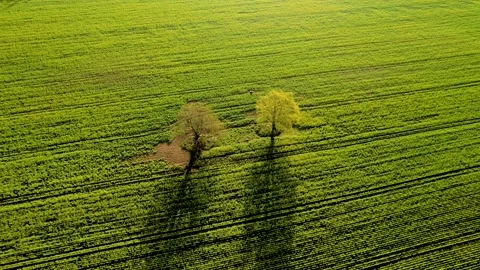 Two trees with shadows in the middle of the field Stock Footage 205064832
