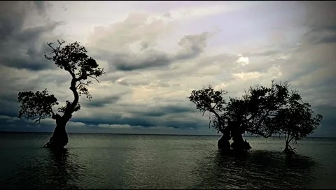 Two Trees By The Shore Video stock 204968760
