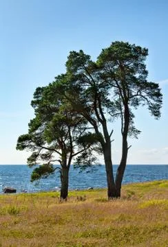Two trees on the shore of the lake Stock Photos