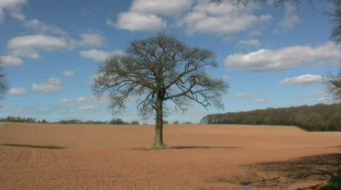 Two Trees showing two seasons Stock Footage 450537