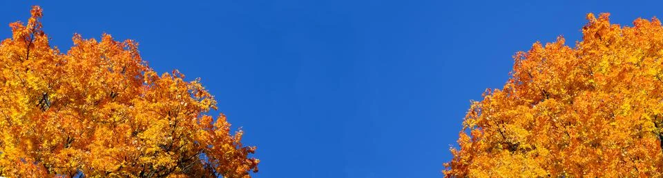 Two trees on the sides. Fall landscape. Yellow - orange maple top Stock Photos