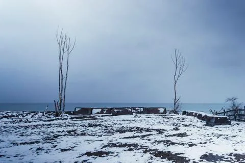 Two trees on a snow covered beach Stock Photos