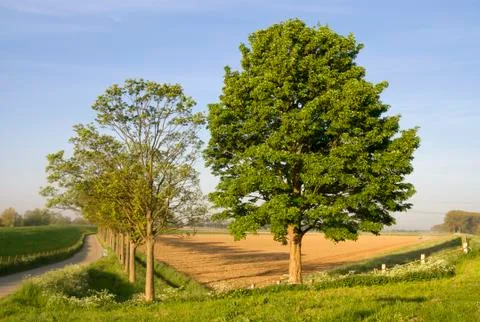 Two trees on a spring day Stock Photos
