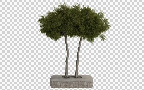 Two trees in a stone planter Lush foliage symmetrical trunks Stock Illustration