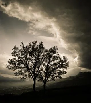 Two trees before a storm Stock Photos