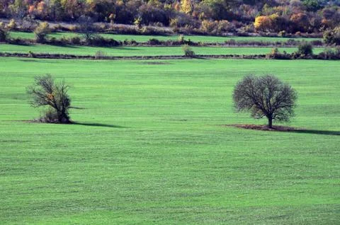 Two trees in the stubble field Stock Photos