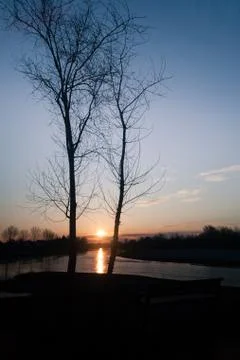 Two trees with sun in background Fotos Stock