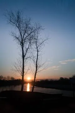 Two trees with sun in background Stock Photos