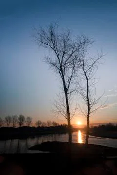 Two trees with sun in background Photos