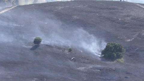 Two trees survived a forest fire on a hill Видео 133542422