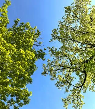 Two trees talking with blue sky in background Stock Photos
