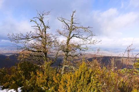 Two trees on top of a hill overlooking the lowland Stock Photos