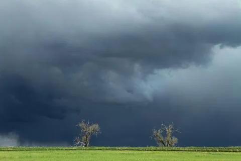Two Trees under a Massive Thunderstorm Stock Photos
