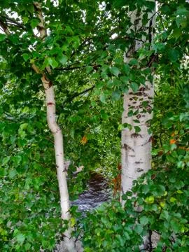 Two trees with white bark in thick green foliage. Stock Photos