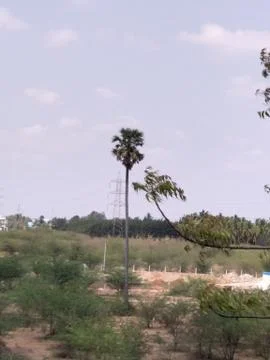 Two trees in the wind Stock Photos