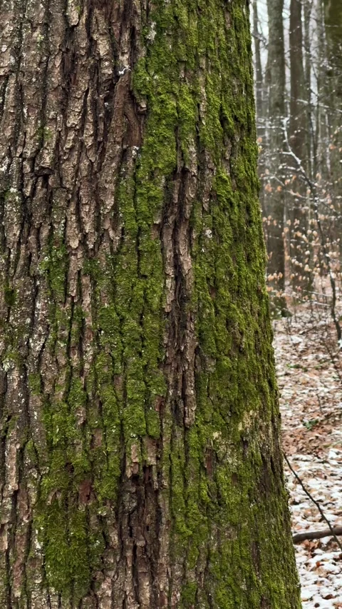 Two Trees in Winter Forest Close-Up and Wide View Stock Footage 331604122
