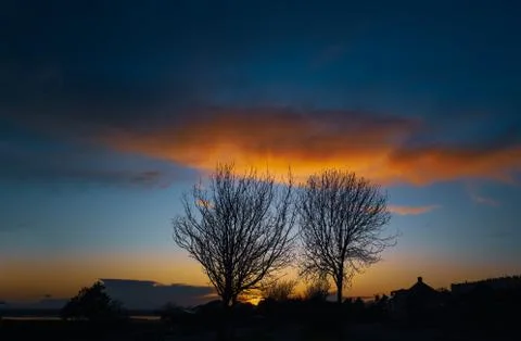 Two trees in winter silhouetted at sunset with a beautiful golden cloud above Stock Photos