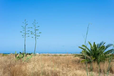 Two trees without foliage and a bush in the coastal zone against a clear sky Stock Photos