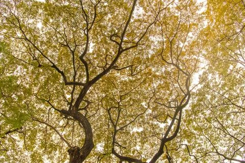 Two trees with yellow leaves with large branching branches. towering trees .. Stock Photos