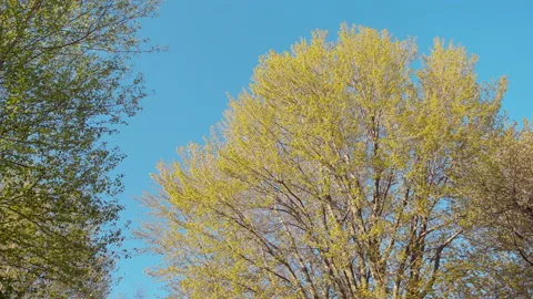 Two treetop under blue sky at springtime Stock Footage 130883008