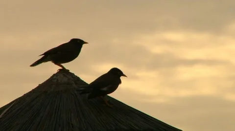 Two Tropical Birds at Sunset Stock Footage 10867744