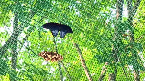 Two Tropical Butterflies Resting on Protective Mesh Netting in Conservatory Stock Footage 341348980